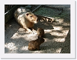 At_the _zoo (17) * 2048 x 1536 * (1.44MB)